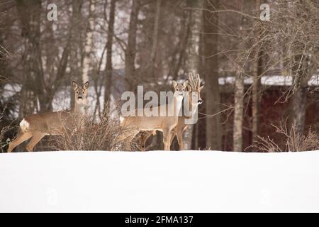 Rehbock mit zwei weiblichen Hirschen, Capreolus capreolus, Garten, Winterlandschaft, Finnland Stockfoto
