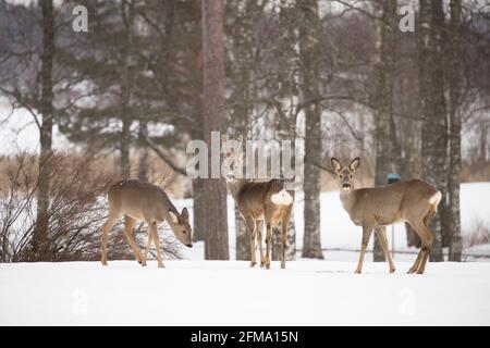 Rehe, Capreolus capreolus, Buck und zwei Weibchen, Garten, Winter, Finnland Stockfoto