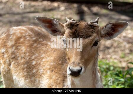 Der Damhirsch (Dama dama) mit wachsendem Geweih Stockfoto