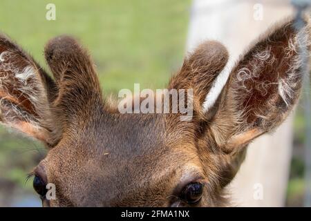 Der Elch (Cervus canadensis), auch bekannt als Wapiti mit wachsenden Geweihen in Samt. Stockfoto