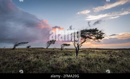 Sonnenaufgang auf der Braderuper Heide auf Sylt Stockfoto