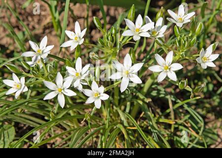 Blühende Milchsterne, ornithogalum, im Frühling Stockfoto