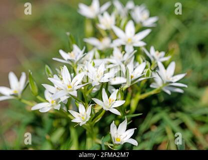 Blühende Milchsterne, ornithogalum, im Frühling Stockfoto