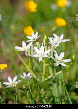 Blühende Milchsterne, ornithogalum, im Frühling Stockfoto