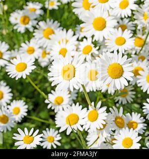 Blühende Marguerite, Leucanthemum, im Frühjahr Stockfoto