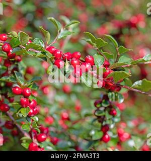 Reife Cotoneaster-Früchte im Herbst Stockfoto