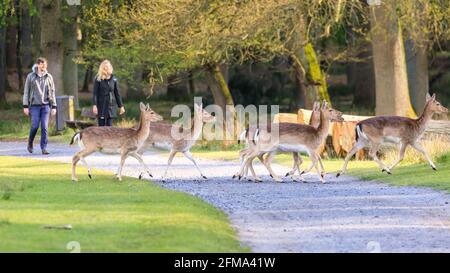 Dülmen, NRW, Deutschland. Mai 2021. Eine kleine Gruppe von meist Damwild-Weibchen (Dam dama) scheint von Wanderern unbeirrt, wenn sie einen Fußweg im Wald des Natur- und Wildreservats Dülmen, NRW, überqueren. Viele der Weibchen grasen, um Kraft aufzubauen und gebären bald ihre Rehkitze. Kredit: Imageplotter/Alamy Live Nachrichten Stockfoto