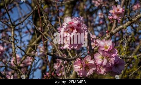 Blühender Mandelbaum bei Gruissan im Winter. Stockfoto