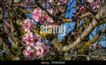 Blühender Mandelbaum bei Gruissan im Winter. Stockfoto