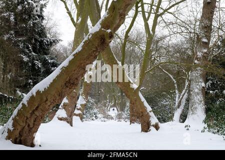 Schlosspark am Wasserschloss Herten im Winter, Herten, Nordrhein-Westfalen, Deutschland Stockfoto