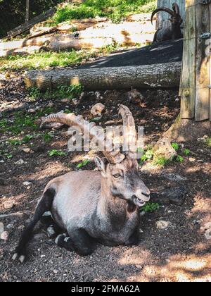 Pfänder, Alpine Wildlife Park, Alpine Ibex, Bregenz, Allgäuer Alpen, Österreich Stockfoto