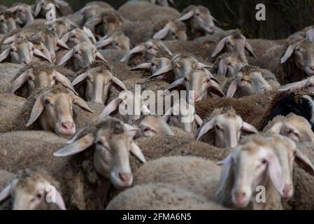 Herde von Schafen, Merinoschafe Stockfoto