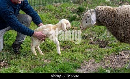 Neugeborenes Lamm, Osterlamm, Merinoschafe. Stockfoto