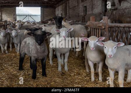 Lämmer im Schafstall, Osterlämmer Stockfoto