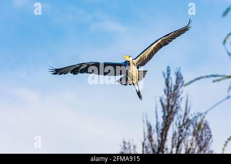 Wien, fliegender Graureiher (Ardea cinerea), Park Wasserpark 21. Floridsdorf, Wien / Wien, Österreich Stockfoto