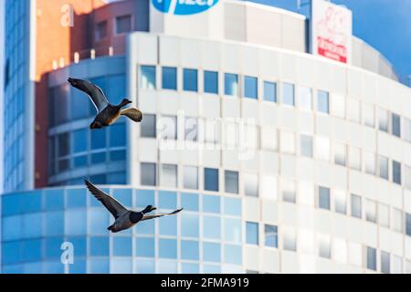 Wien, Bürogebäude Florido Tower, fliegende Stockente (Anas platyrhynchos) im Jahr 21. Floridsdorf, Wien / Wien, Österreich Stockfoto