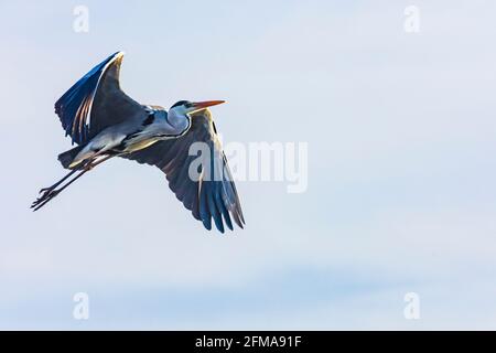 Wien, fliegender Graureiher (Ardea cinerea), Park Wasserpark 21. Floridsdorf, Wien / Wien, Österreich Stockfoto