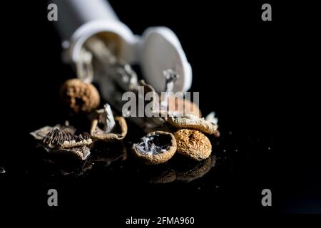 Psychedelische Therapie close up medizinische Zauberpilze verwendet, um psychische Erkrankungen zu behandeln. Alternative Pflanzenmedizin. Stockfoto