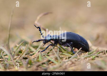 Schwarz-blauer Ölkäfer, Maikäfer, Männchen, Männchen Stockfoto