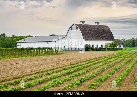 Monroe, WA, USA - 06. Mai 2021; HINTER einem Feld aus Erdbeerreihen STEHT EINE weiße Holzscheune mit traditionellem Dach Stockfoto