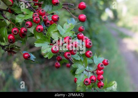 Weißdorn (Crataegus monogyna) mit roten Früchten Stockfoto