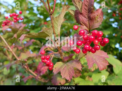 Schneeball (Viburnum opulus) mit roten Früchten Stockfoto