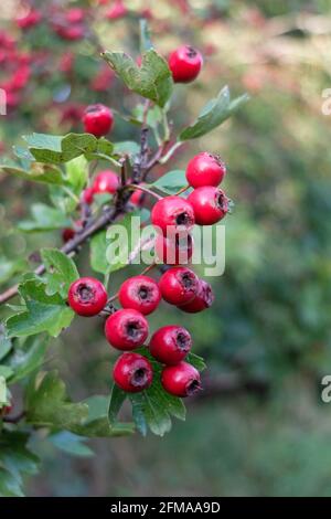 Weißdorn (Crataegus monogyna) mit roten Früchten Stockfoto