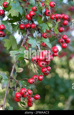 Weißdorn (Crataegus monogyna) mit roten Früchten Stockfoto