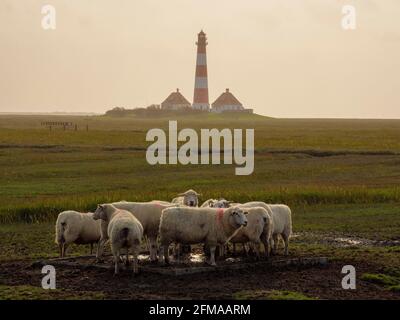Schafe, Salzwiesen bei Westerhever, Leuchtturm Westerheversand, Nationalpark Wattenmeer, UNESCO-Weltkulturerbe, Schleswig-Holstein, Deutschland Stockfoto