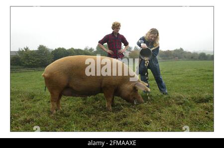 Deborah Ross verbringt den Tag damit, auf der Farm des Prinzen von Wales zu arbeiten: Duchy Home Farm, Broadfield Farm, Tetbury.pic David Sandison 11/10/2005 Stockfoto