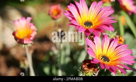 Bunte Blumen von Daisy oder marguerite, Kalifornien, USA. Aster- oder Umhang Ringelblume, mehrfarbig, violett, blüht. Home Gartenarbeit, amerikanische dekorative dekorative Zimmerpflanze, natürliche botanische Atmosphäre. Stockfoto