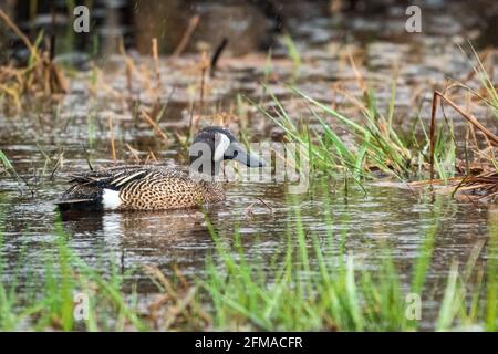 Eine Blue Winged Teal Ente, fotografiert an einem regnerischen Nachmittag in einem Naturschutzgebiet in der Nähe von Sturgeon Bay Wisconsin. Fotografiert von meinem Auto blind. Stockfoto