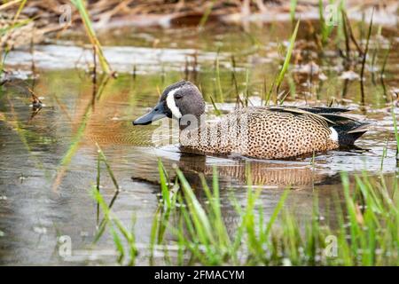 Eine Blue Winged Teal Ente, fotografiert an einem regnerischen Nachmittag in einem Naturschutzgebiet in der Nähe von Sturgeon Bay Wisconsin. Fotografiert von meinem Auto blind. Stockfoto