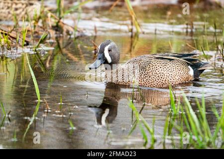 Eine Blue Winged Teal Ente, fotografiert an einem regnerischen Nachmittag in einem Naturschutzgebiet in der Nähe von Sturgeon Bay Wisconsin. Fotografiert von meinem Auto blind. Stockfoto