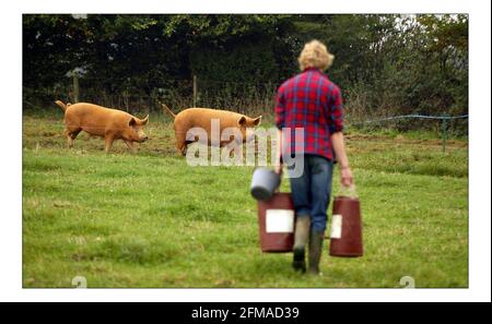 Deborah Ross verbringt den Tag damit, auf der Farm des Prinzen von Wales zu arbeiten: Duchy Home Farm, Broadfield Farm, Tetbury.pic David Sandison 11/10/2005 Stockfoto