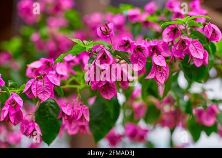 Blühende lila Bougainvillea Blume. Beliebt in der Türkei. Stockfoto