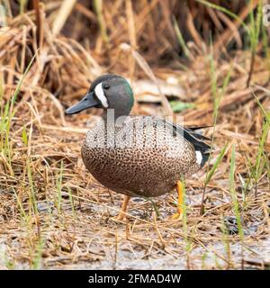 Eine Blue Winged Teal Ente, fotografiert an einem regnerischen Nachmittag in einem Naturschutzgebiet in der Nähe von Sturgeon Bay Wisconsin. Fotografiert von meinem Auto blind. Stockfoto