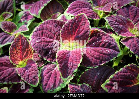 Makro von roten und grün blättrigen Coleus Pflanzen Stockfoto