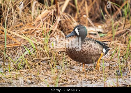 Eine Blue Winged Teal Ente, fotografiert an einem regnerischen Nachmittag in einem Naturschutzgebiet in der Nähe von Sturgeon Bay Wisconsin. Fotografiert von meinem Auto blind. Stockfoto