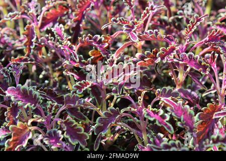 Makro von roten und grün blättrigen Coleus-Sämlingpflanzen Stockfoto