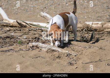 Ein weißer Hund mit braunen Flecken auf einer Leinenleine schnüffelt an einer Holzblockade, die teilweise mit Steinen und Sand bedeckt ist. Selektiver Fokus. Stockfoto