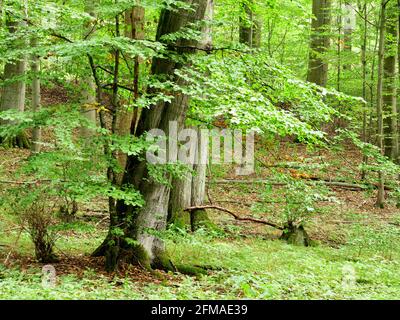 Hainich-Nationalpark, UNESCO-Weltkulturerbe Buchenwald, Urwald, Thüringen, Deutschland Stockfoto