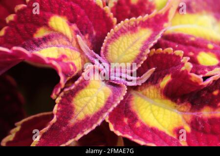 Makro aus rosa und goldenen Koleus-Pflanzenblättern Stockfoto