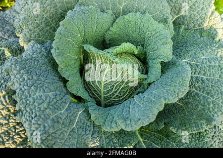 Wirsing-Kohl „Vertus“ (Brassica oleracea convar.capitata) Stockfoto