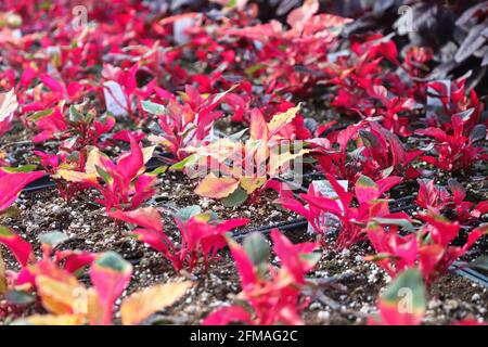 Nahaufnahme von farbenfrohen Amaranth-Pflanzen, die in Pflanztöpfen wachsen Stockfoto