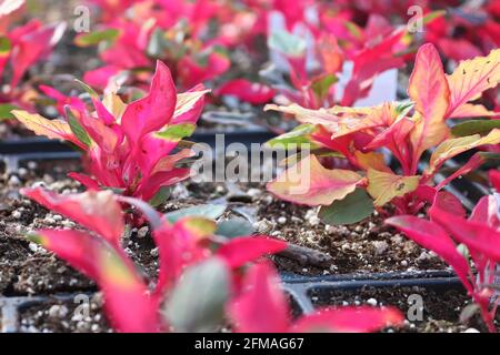 Nahaufnahme von farbenfrohen Amaranth-Pflanzen, die in Pflanztöpfen wachsen Stockfoto