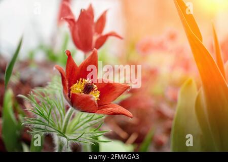 ed Blume, pulsatilla, die einen anderen Namen für Schlafgras oder Traumgras hat, ist eine der frühesten Frühlingsblumen. Dekoriert in Form einer natura Stockfoto