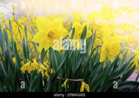 Gelbe Narzissen. Natürlicher Hintergrund von Narzissen, die im Garten wachsen, vor dem Hintergrund eines blühenden Forsythia-Busches an einem sonnigen Tag. Natürlich b Stockfoto