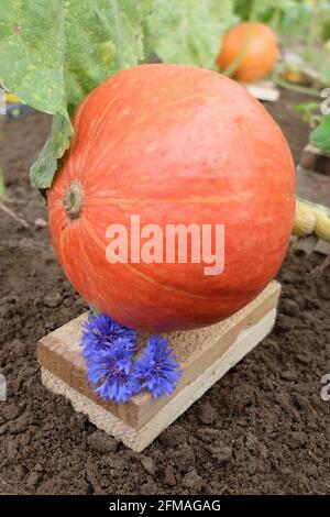 Kürbis 'Hokkaido' (Cucurbita) auf dem Holzbrett als Basis, zum Schutz vor Fäulnis Stockfoto