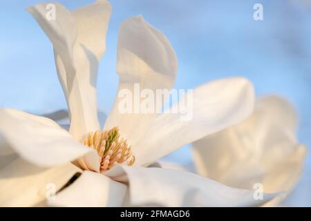 Blühende Magnolie vor blauem Himmel Stockfoto